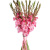 Букет из 15 розовых гладиолусов